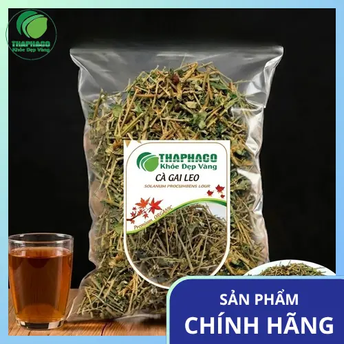 Cây Cà Gai Leo tươi, thân có gai, lá xanh đậm