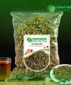 Địa Chỉ Bán Cà Gai Leo Sấy Khô Uy Tín Tại TP.HCM - THAPHACO