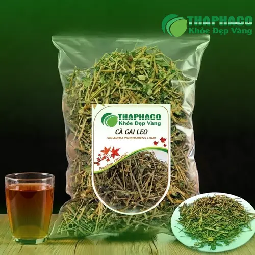 Hình ảnh cây Cà Gai Leo tự nhiên