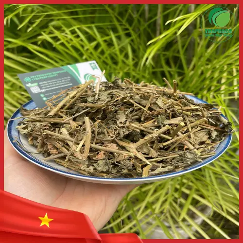 Cà gai leo tươi chưa qua chế biến