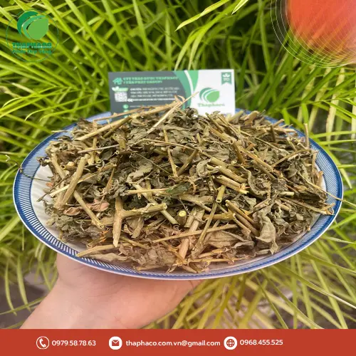 Cà Gai Leo - Thảo dược quý trong y học cổ truyền