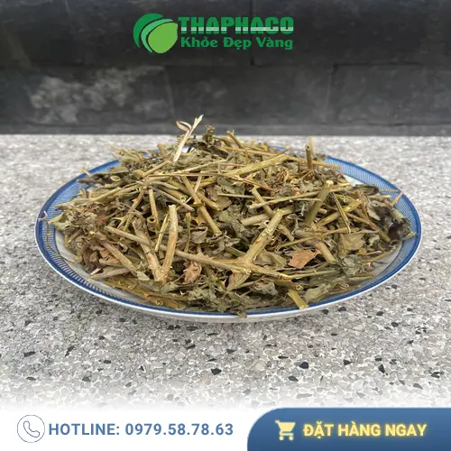 Lá và quả cà gai leo