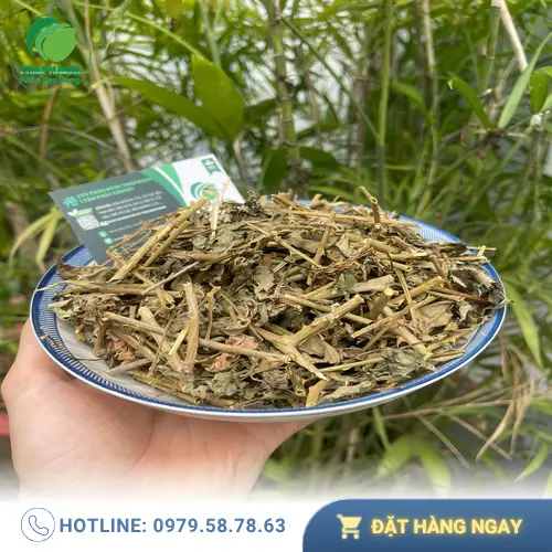 Cà Gai Leo đã phơi khô và được đóng gói