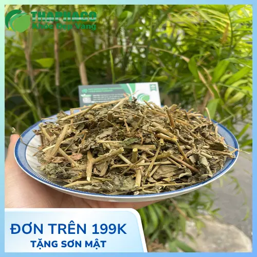 Quy trình tuyển chọn và sấy khô Cà Gai Leo tại THAPHACO