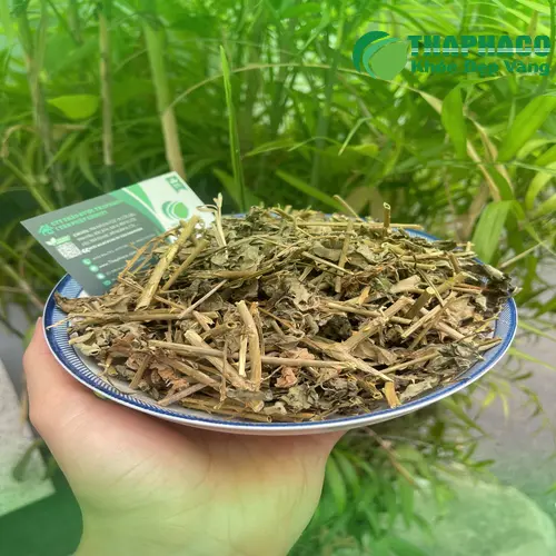 Cà Gai Leo có thể hỗ trợ chức năng gan và tiêu hóa