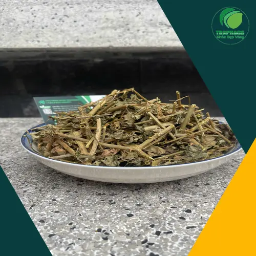 Cà gai leo sấy khô đóng gói 1kg của THAPHACO