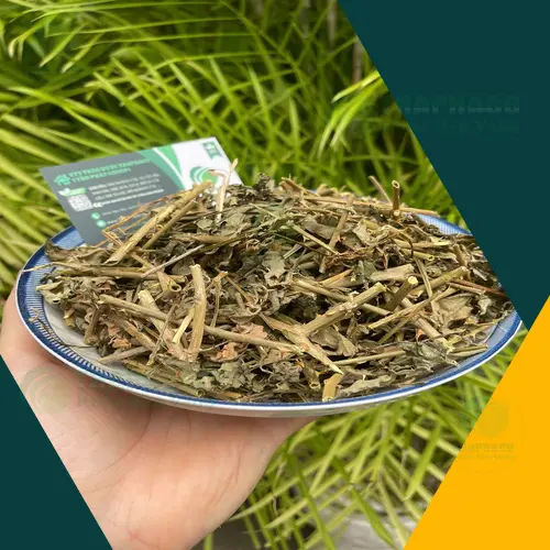 Cách sắc nước Cà Gai Leo để uống