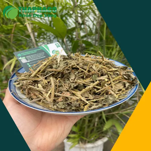 Người đang uống trà cà gai leo