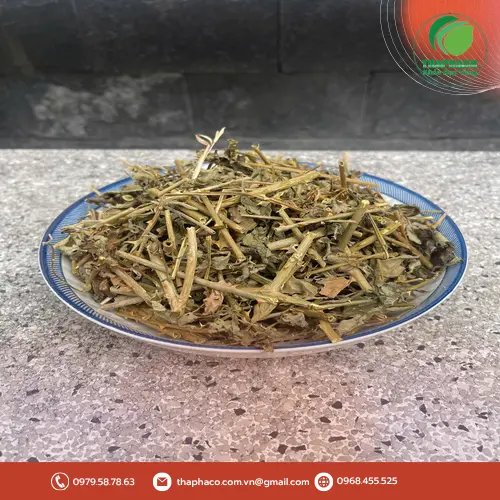 Sản phẩm Cà Gai Leo của THAPHACO đã được đóng gói cẩn thận