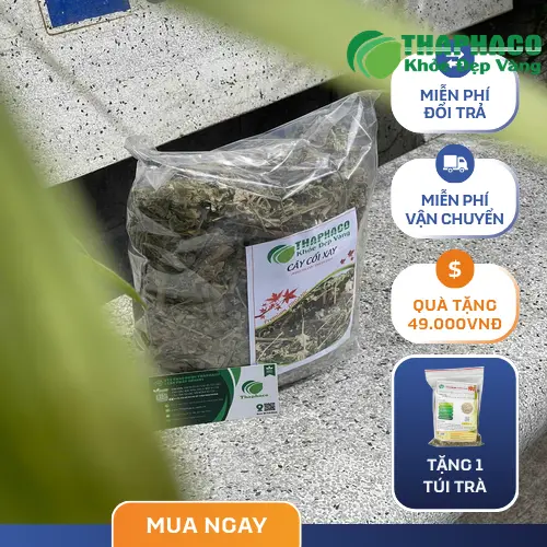 Sai lầm khi dùng cây cối xay thay thế thuốc chữa bệnh
