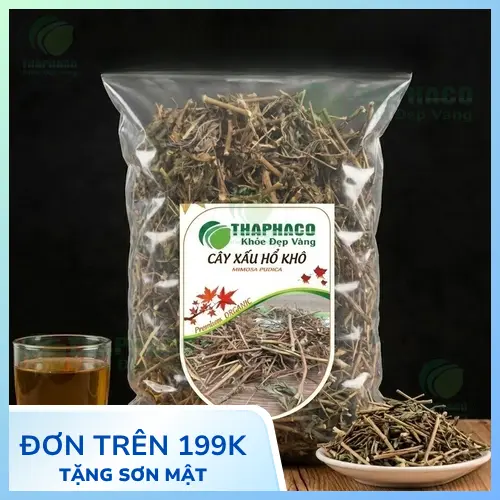 Hình ảnh cây xấu hổ mọc tự nhiên