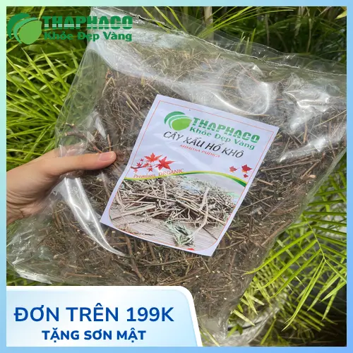 Phân tích hoạt tính an thần của cây xấu hổ và rủi ro khi dùng kéo dài