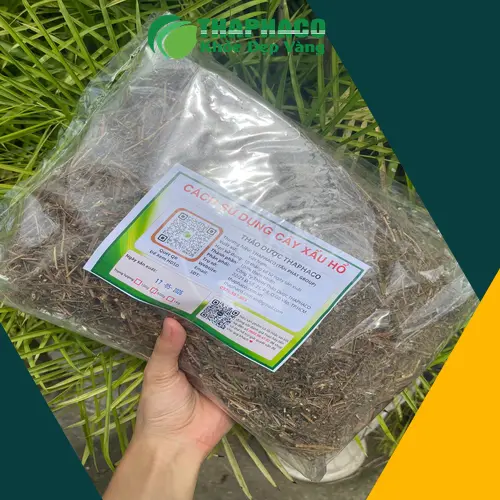 Nước sắc từ cây xấu hổ