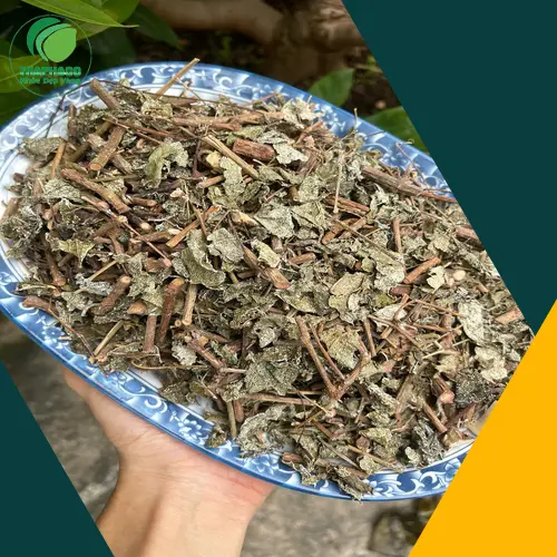 Cầm nắm chè dây khô để kiểm tra độ khô giòn và cảm giác khi chạm vào