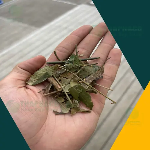 Hướng dẫn pha chè vằng khô tại nhà