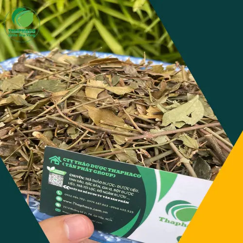 Cây Chè Vằng tự nhiên