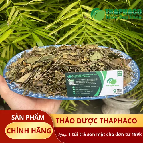 Nước chè vằng hỗ trợ lợi sữa cho mẹ sau sinh