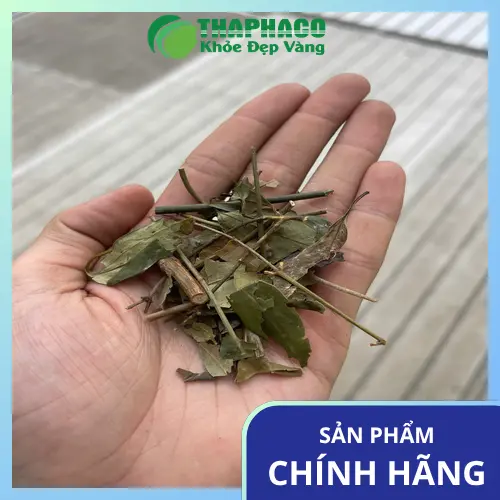 Nhân viên THAPHACO tư vấn khách hàng về chè vằng khô