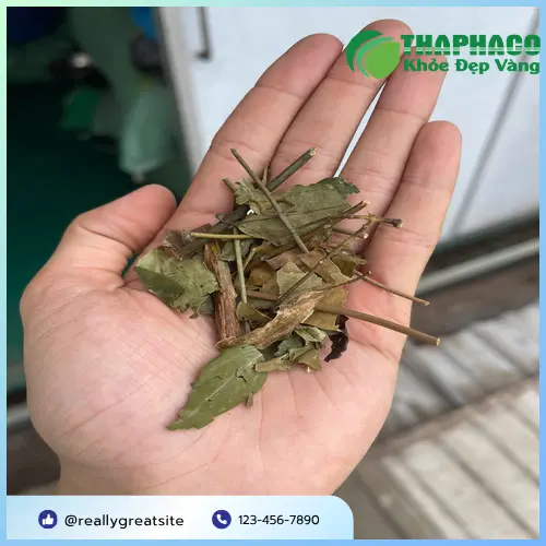 Cách sử dụng Chè Vằng Sấy Khô
