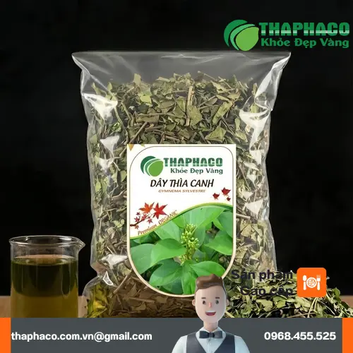 Hình ảnh tổng quan cây Dây Thìa Canh mọc tự nhiên