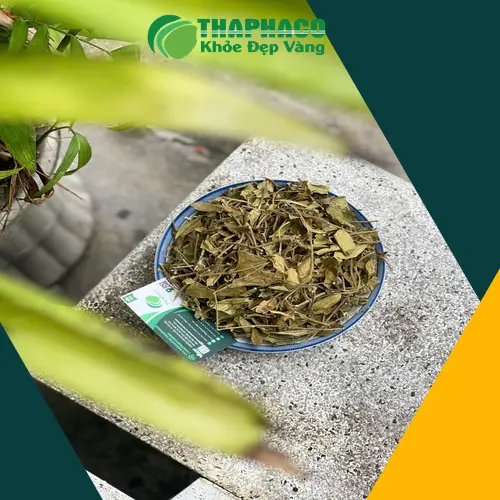 Pha trà Dây Thìa Canh đúng liều lượng