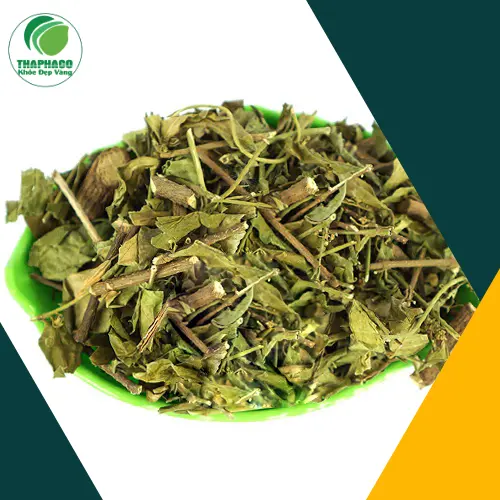 Cận cảnh bộ phận được sử dụng của Dây Thìa Canh