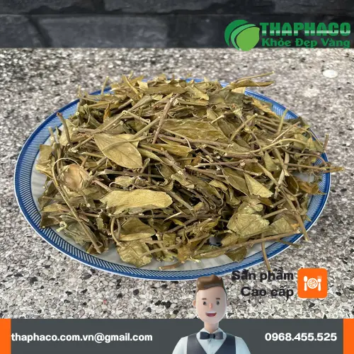 Phụ nữ mang thai không nên dùng Dây Thìa Canh