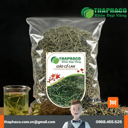 Giảo Cổ Lam là gì