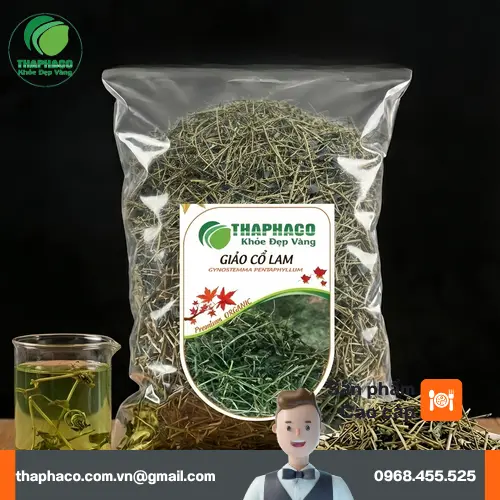 Người có huyết áp thấp không nên dùng Giảo Cổ Lam