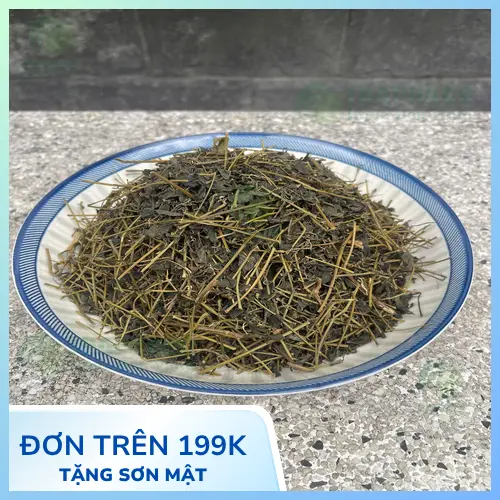 Hình ảnh cây Giảo Cổ Lam tươi