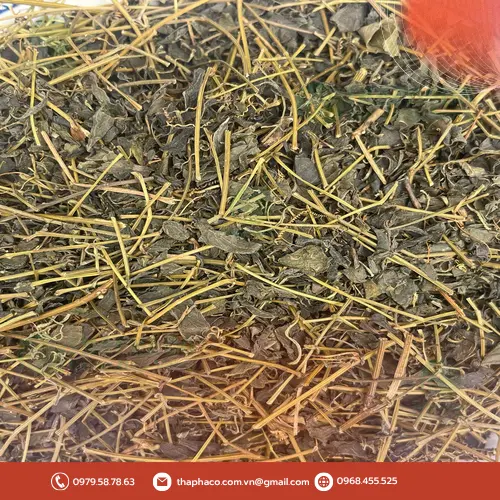 Công dụng hỗ trợ sức khỏe của Giảo Cổ Lam