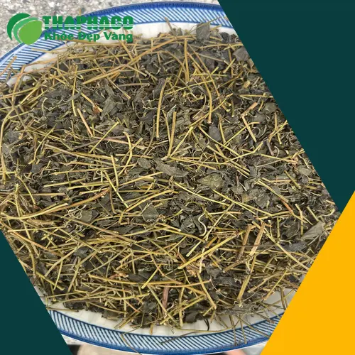 Công dụng hỗ trợ của Giảo Cổ Lam