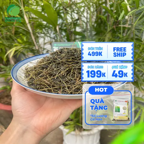 Pha trà Giảo Cổ Lam đúng cách