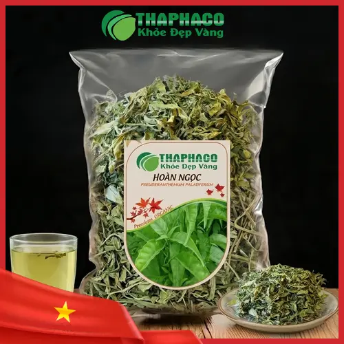 Cây Hoàn Ngọc tươi xanh, loại thảo dược quý giá