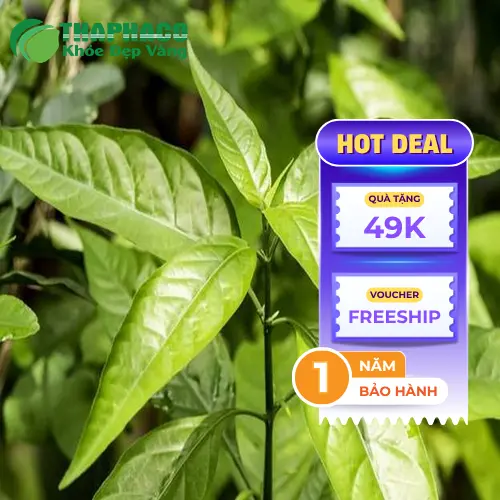 Lá Hoàn Ngọc khô chất lượng cao của THAPHACO