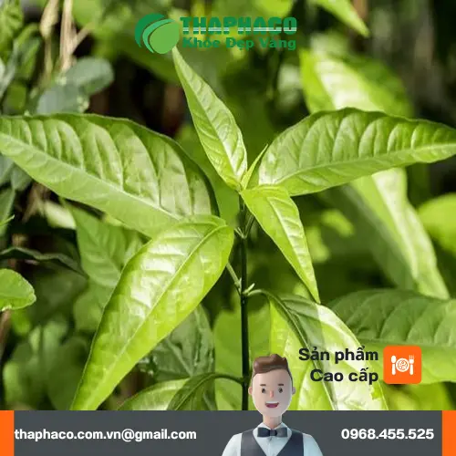Cây Hoàn Ngọc trắng