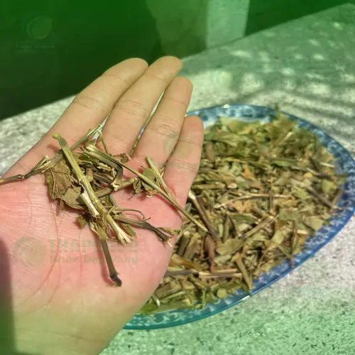 Hướng dẫn cách dùng Lá Hoàn Ngọc khô an toàn và hiệu quả.