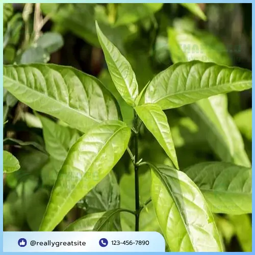 Ly trà Hoàn Ngọc thơm ngon, tốt cho sức khỏe