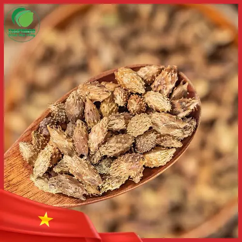 Ké Đầu Ngựa đã được phơi khô để làm dược liệu