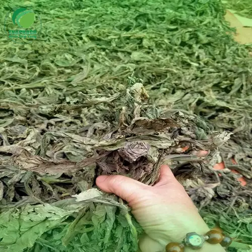 Lá Khôi Tía khô được bảo quản trong hộp kín