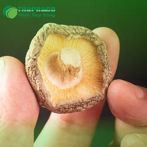 Nấm đông cô và các đối tượng cần lưu ý