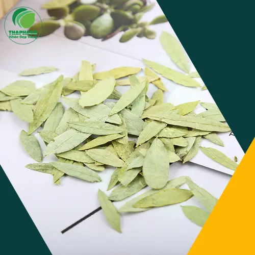 Cận cảnh lá Phan Tả Diệp tươi và khô, thể hiện nguyên liệu chất lượng cao từ THAPHACO.