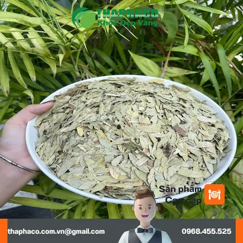 Lưu ý khi dùng Phan Tả Diệp