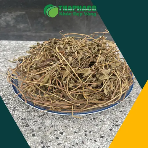 Cây sài đất tươi THAPHACO
