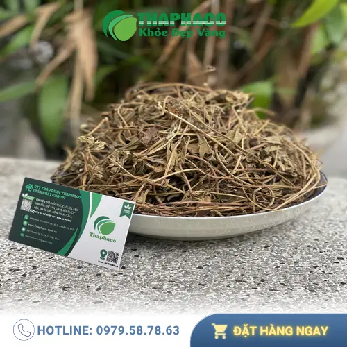 Nước Sài Đất giúp thanh nhiệt giải độc