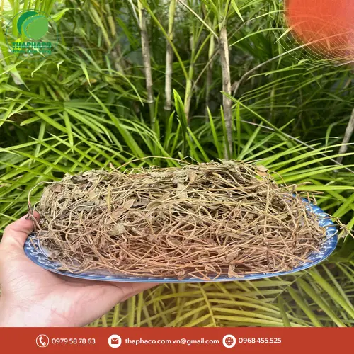 Sài Đất sấy khô chất lượng cao tại THAPHACO