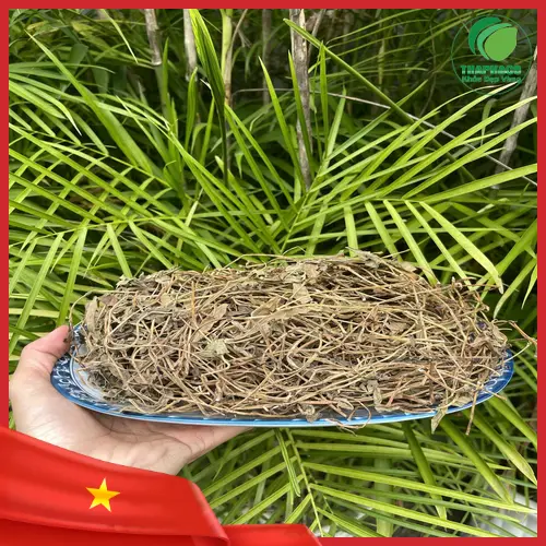 Quy trình đóng gói Sài Đất sấy khô tại THAPHACO