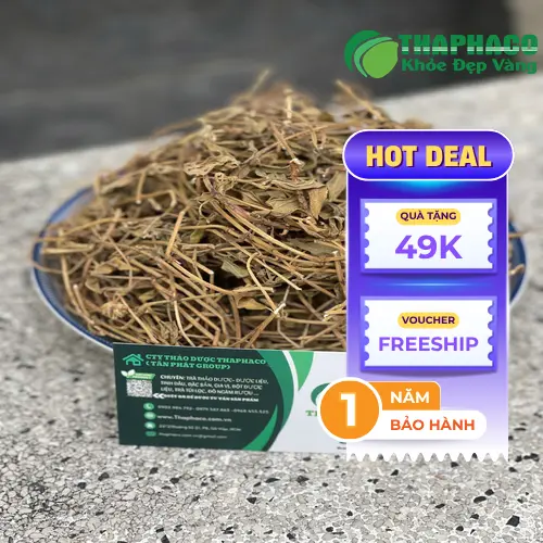 Sản phẩm Sài Đất sấy khô chất lượng từ THAPHACO