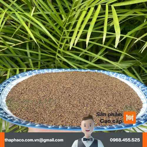 Cây Thỏ Ty Tử mọc hoang