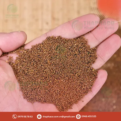 Thỏ Ty Tử và công dụng bổ Can Thận